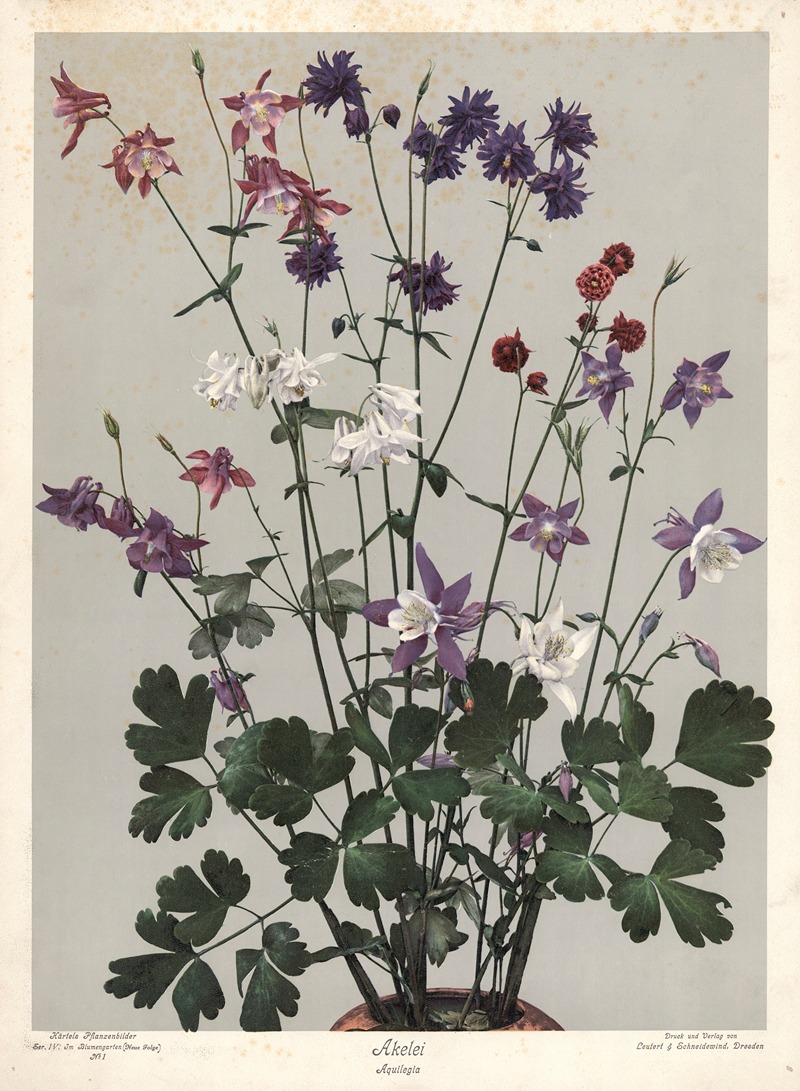 Akelei, Aquilegia by Leutert & Schneidewind, 1910 — digital art print download