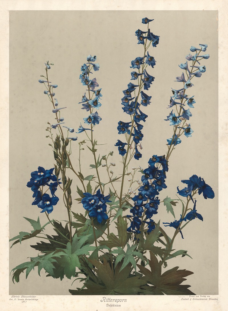Rittersporn by Leutert & Schneidewind, 1910 — digital art print download