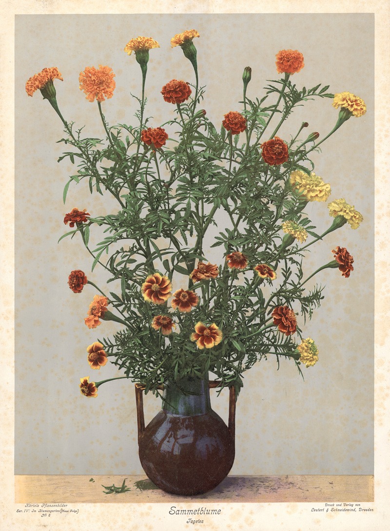 Sammetblume Tagetes by Leutert & Schneidewind, 1910 — digital art print download