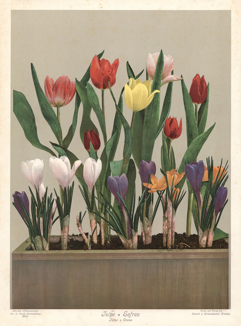 Tulpe & Safran. Tulipa & Crocus by Leutert & Schneidewind, 1910 — digital art print download