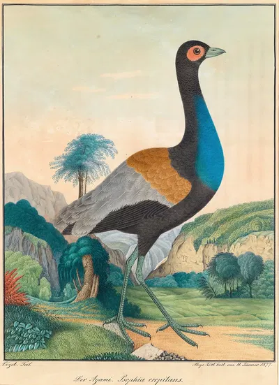 Der Agami by Aloys Zötl, 1877 — digital art print download