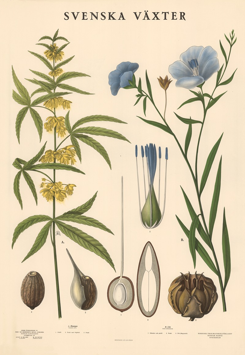 A. Hamp. Cannabis Sativa by Макс Рихтер, 1939 — digital art print download