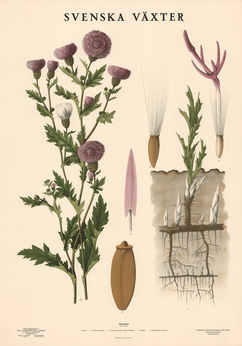 Åkertistel. Cirsium arvense by Макс Рихтер, 1939 — digital art print download