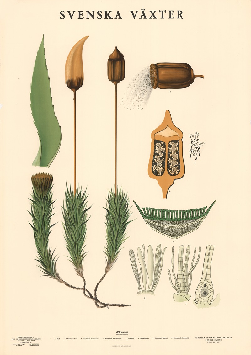 Björnmossa. Polytrichum commune by Макс Рихтер, 1939 — digital art print download