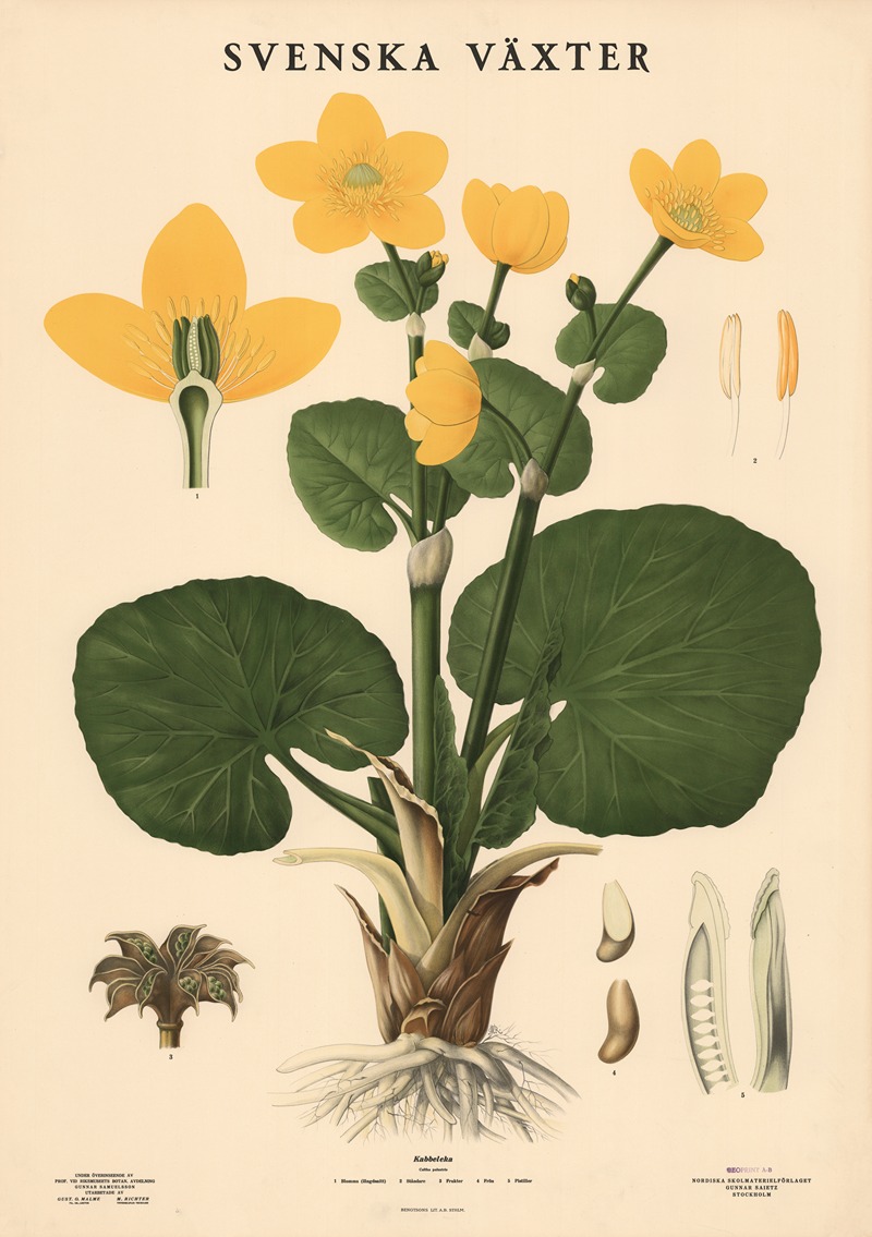 Kabbeleka, Caltha palustris by Макс Рихтер, 1939 — digital art print download