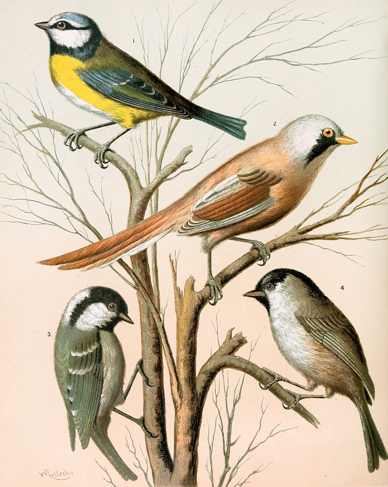 Blue Titmouse, Bearded Titmouse, Cole Titmouse, Marsh Titmouse by W. A . Blakston, 1878 — digital art print download