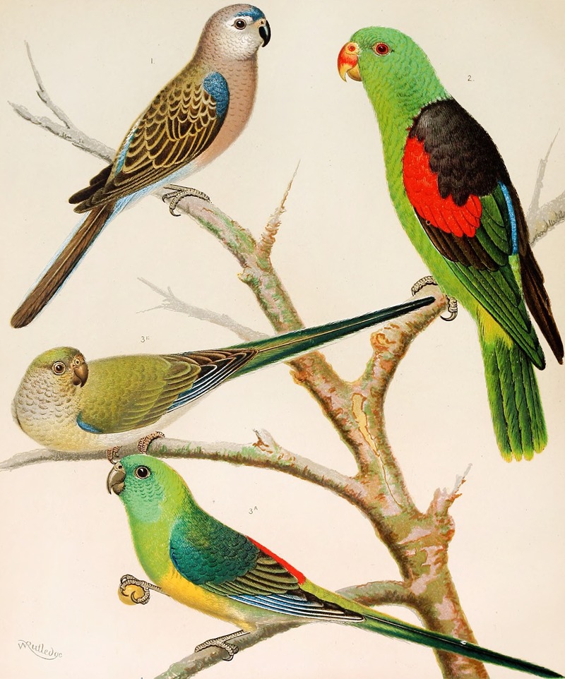 Bourke's Parrakeet,Red Winged Parrakeet,Blood-Rumped Parrakeets — W. A . Blakston