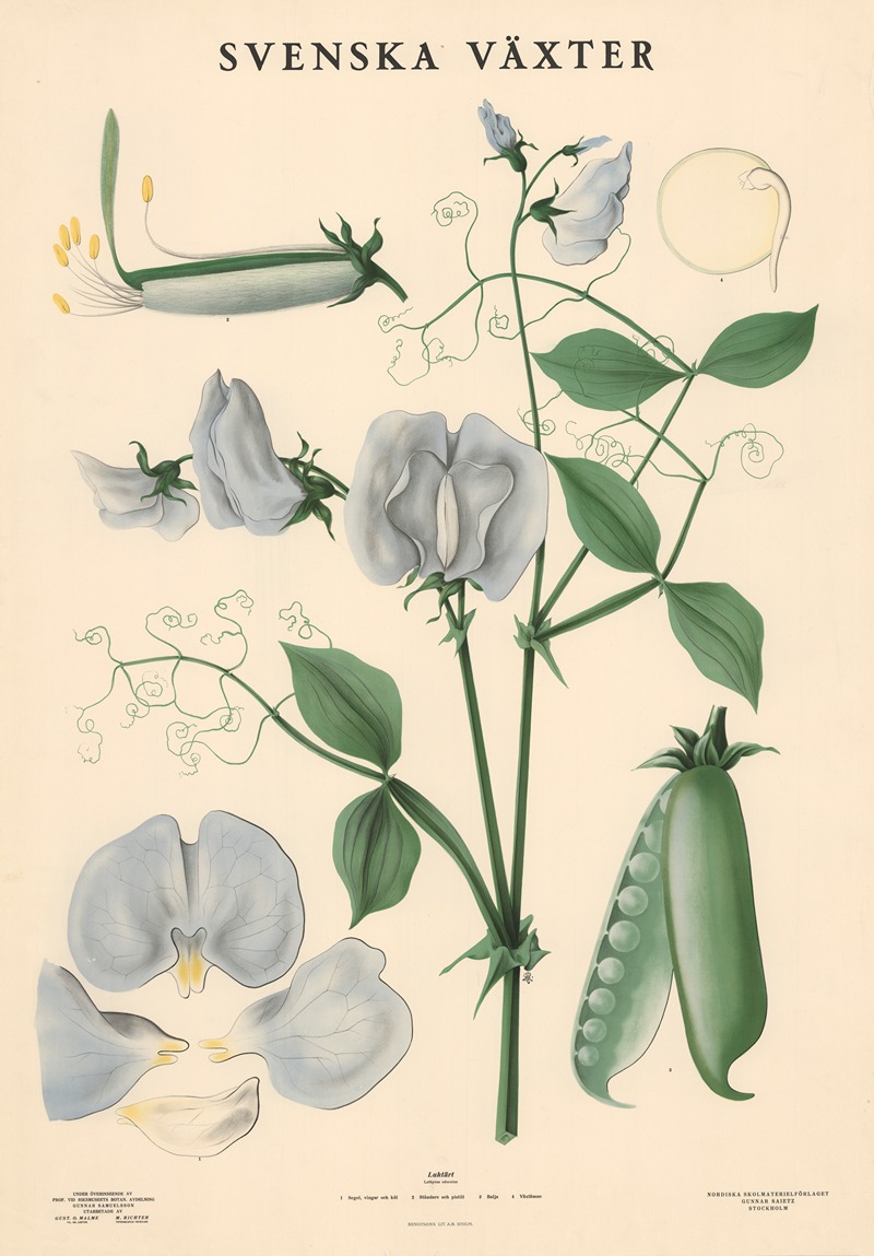 Luktärt, Lathyrus odoratus by Макс Рихтер, 1936 — digital art print download