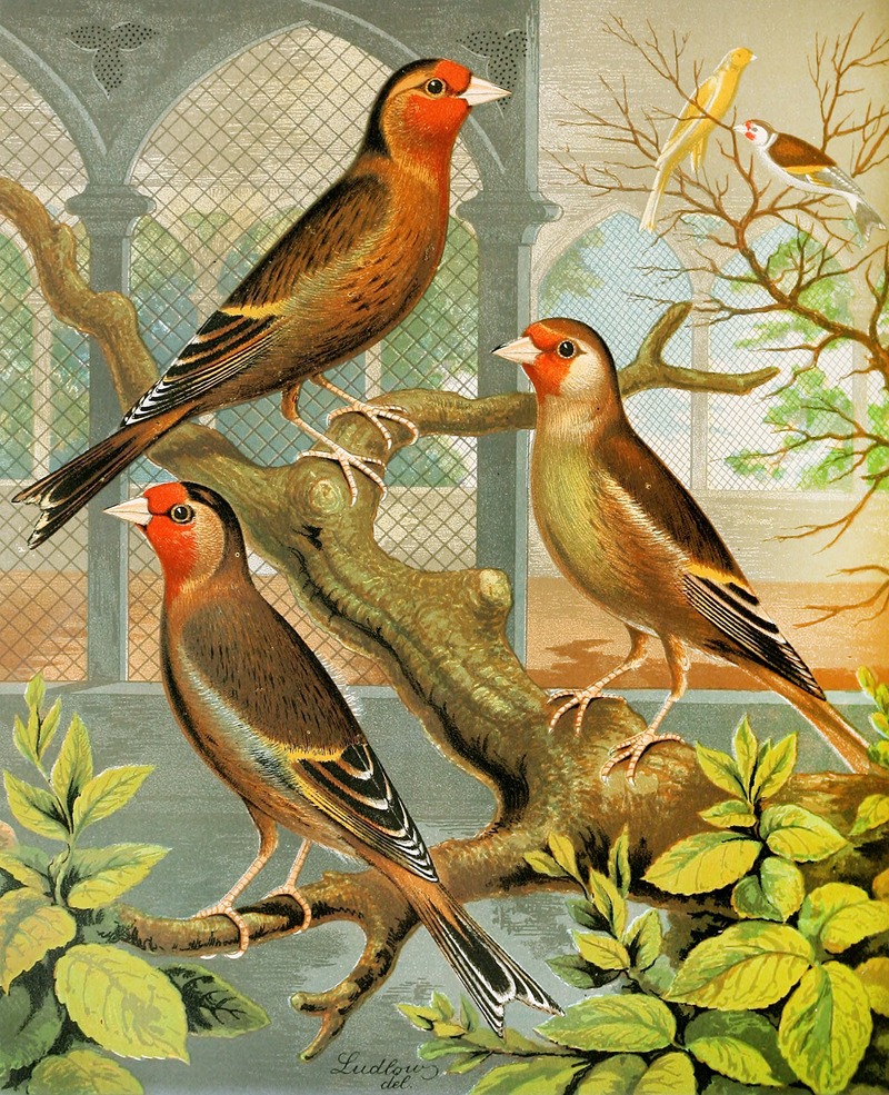 Goldfinch And Canary Mules by W. A . Blakston, 1878 — digital art print download