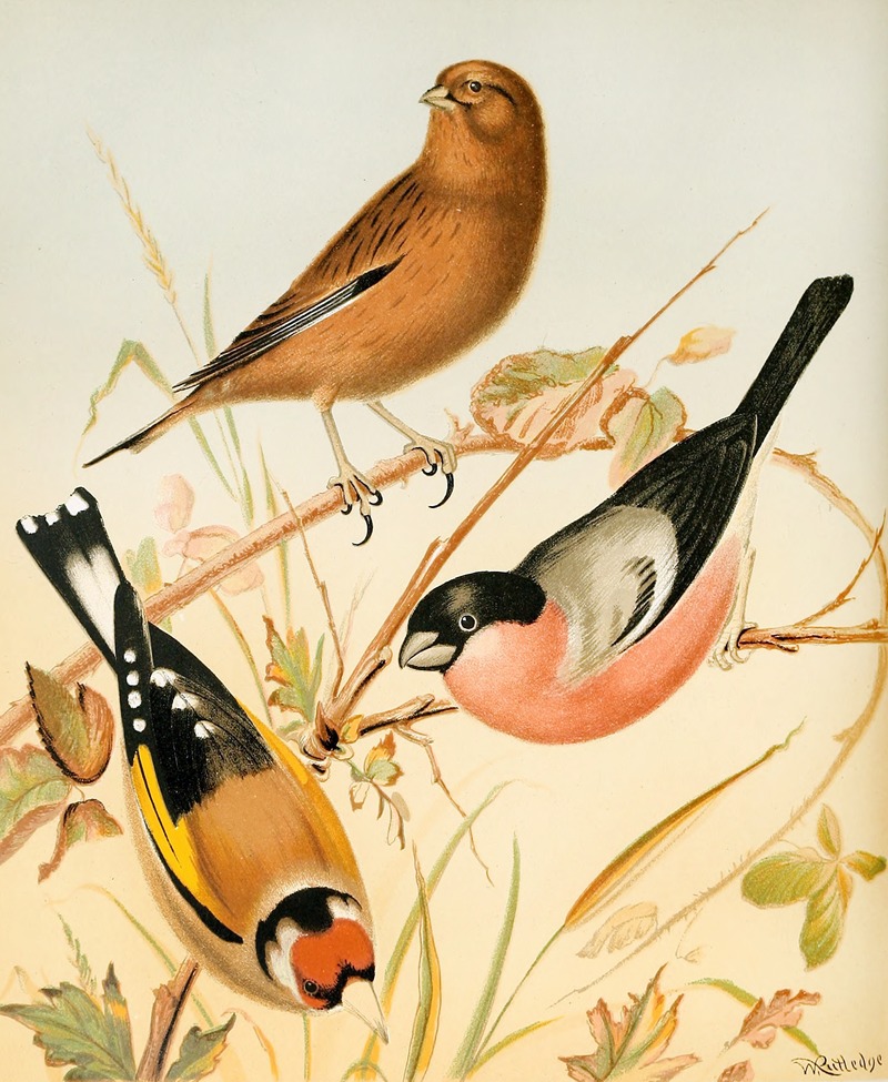 Goldfinch, Linnet, Bullfinch by W. A . Blakston, 1878 — digital art print download