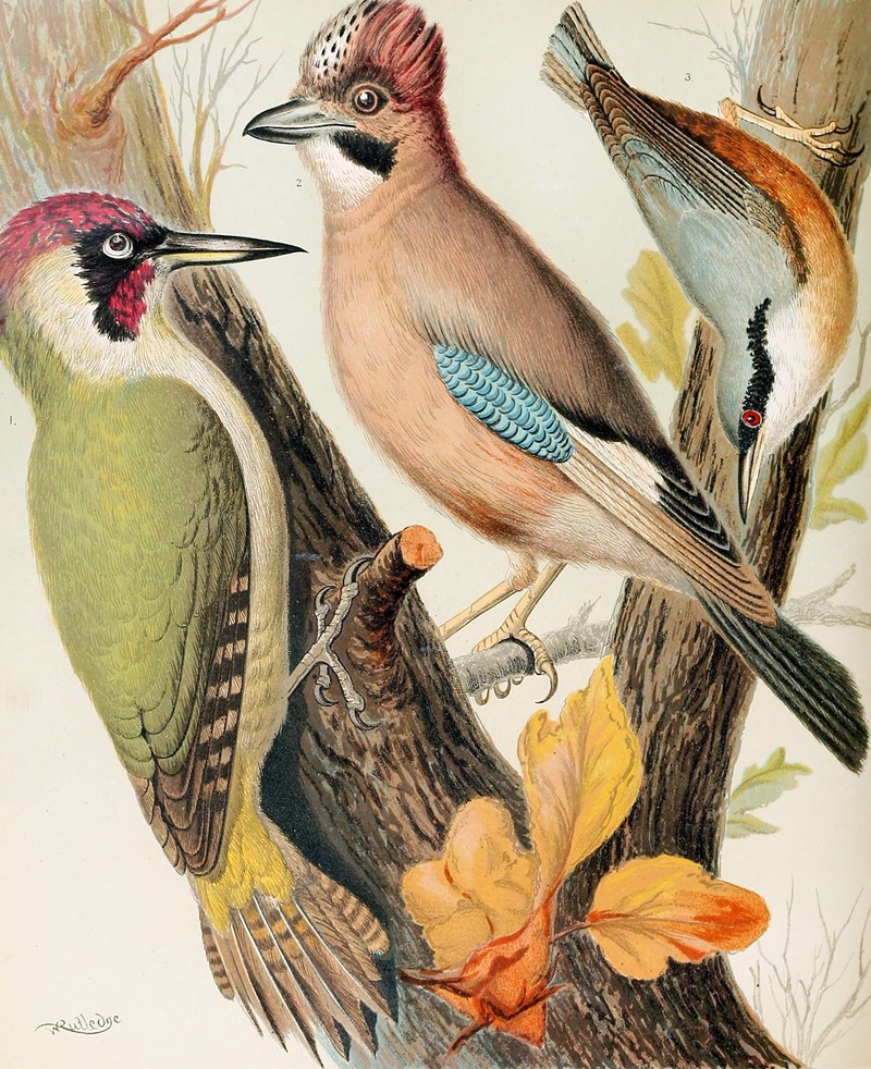 Green Woodpecker, Jay, Nuthatch by W. A . Blakston, 1878 — digital art print download