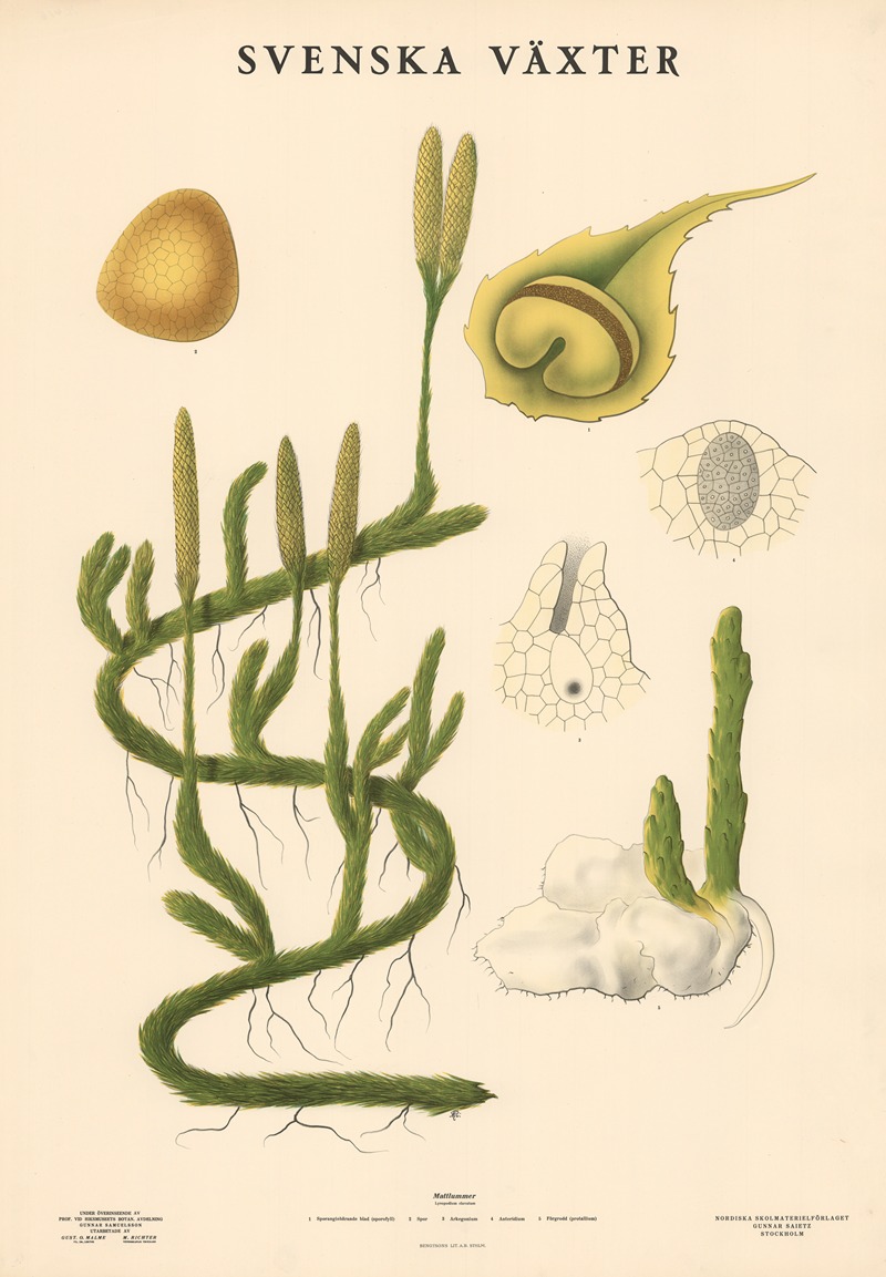 Mattlummer (Lycopodium clavatum) by Макс Рихтер, 1936 — digital art print download