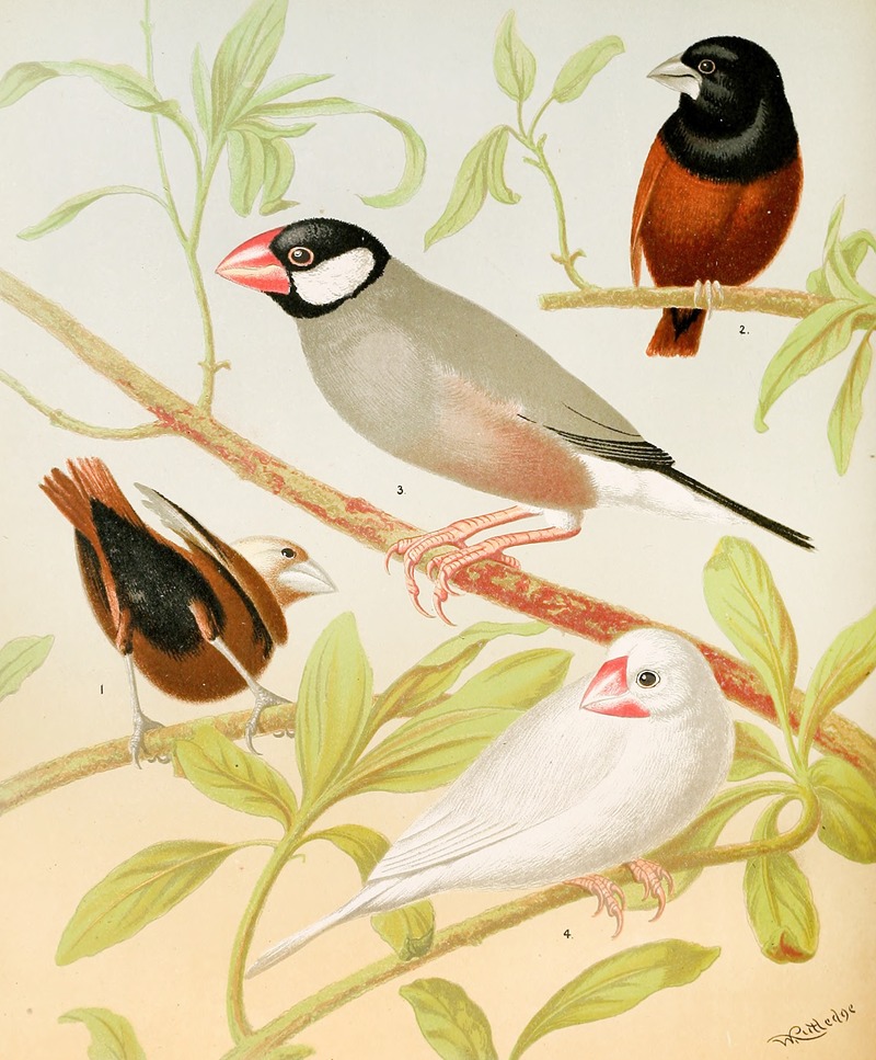 Java Sparrows, Nuns by W. A . Blakston, 1878 — digital art print download