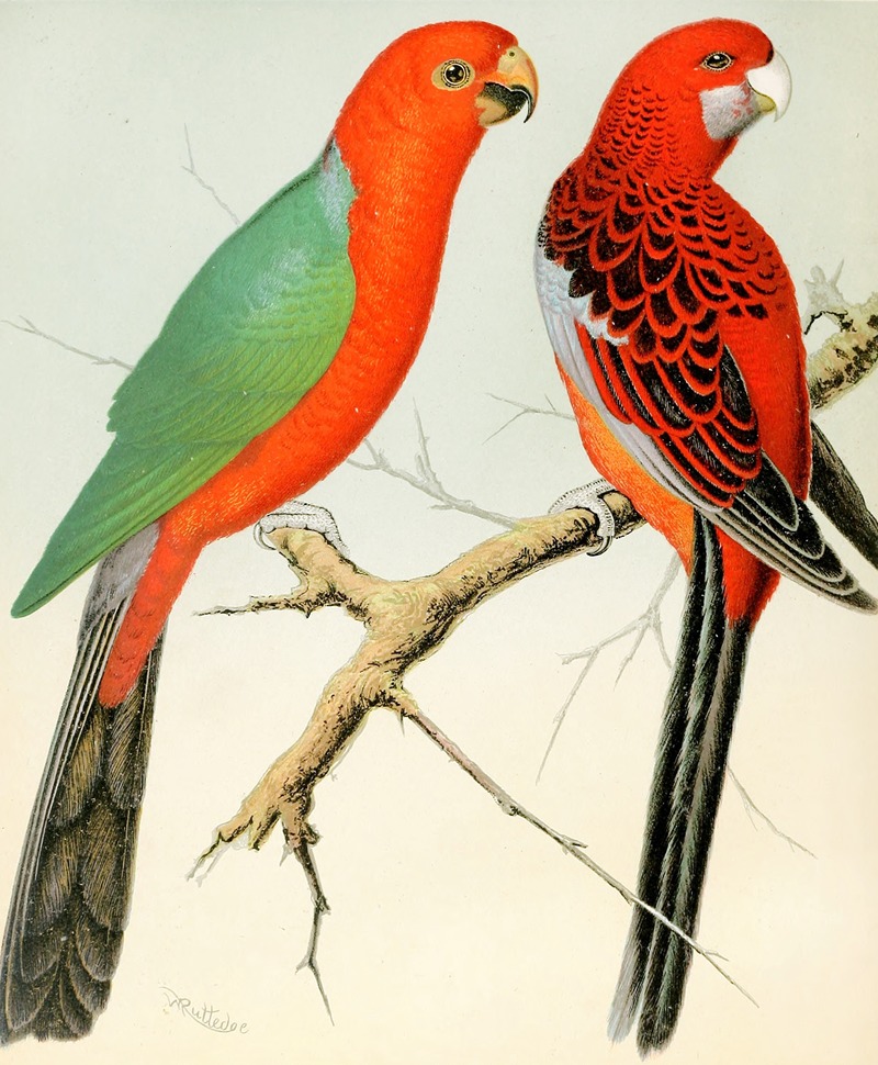 King Parrot, Pennant's Parrakeet by W. A . Blakston, 1878 — digital art print download