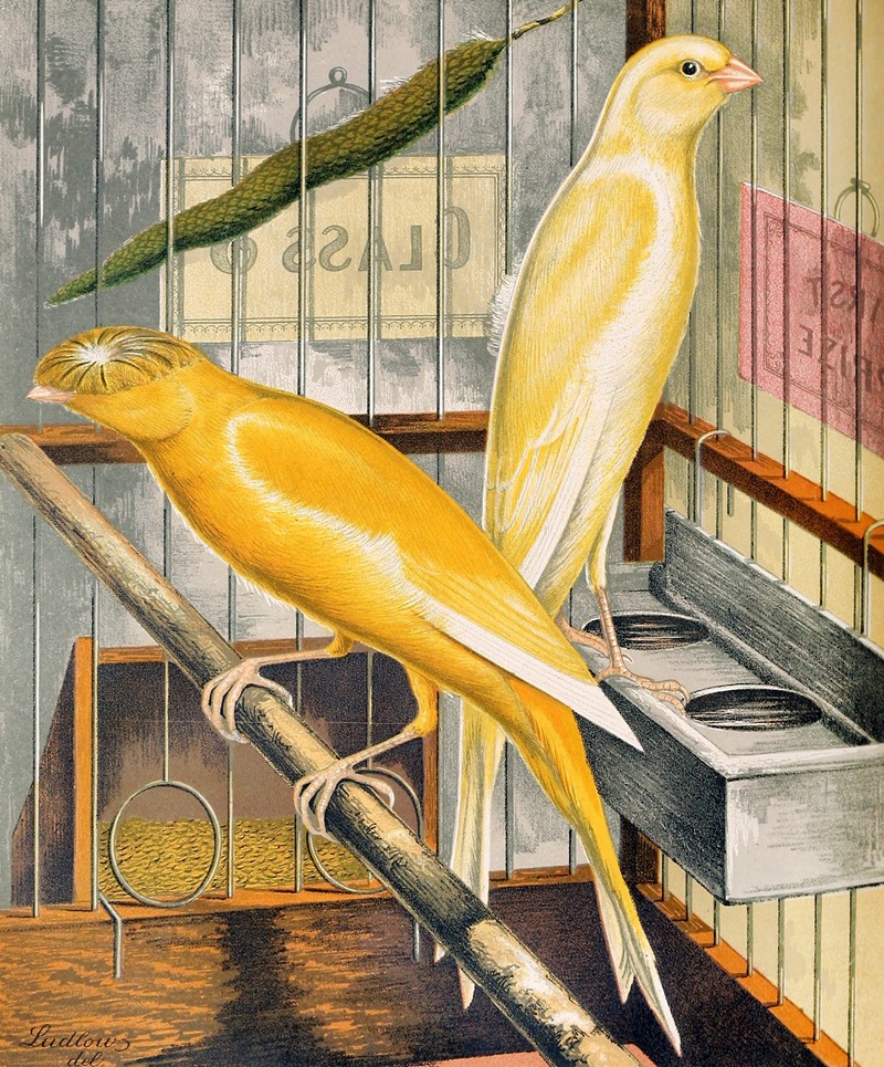 Lancashire Coppies-Yellow Cock And Buff Plainhead Hen — W. A . Blakston
