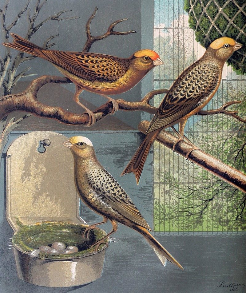 Lizard Canaries by W. A . Blakston, 1878 — digital art print download