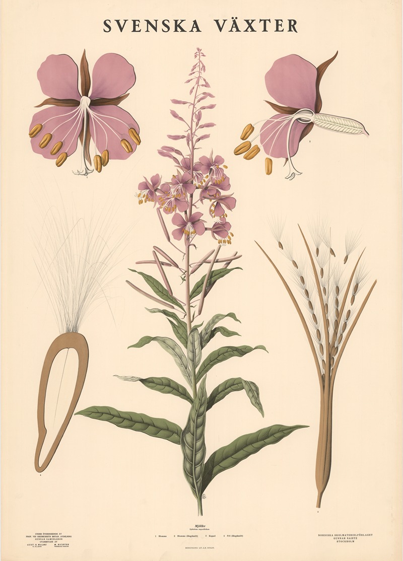 Mjölke (Epilobium angustifolium) by Макс Рихтер, 1936 — digital art print download
