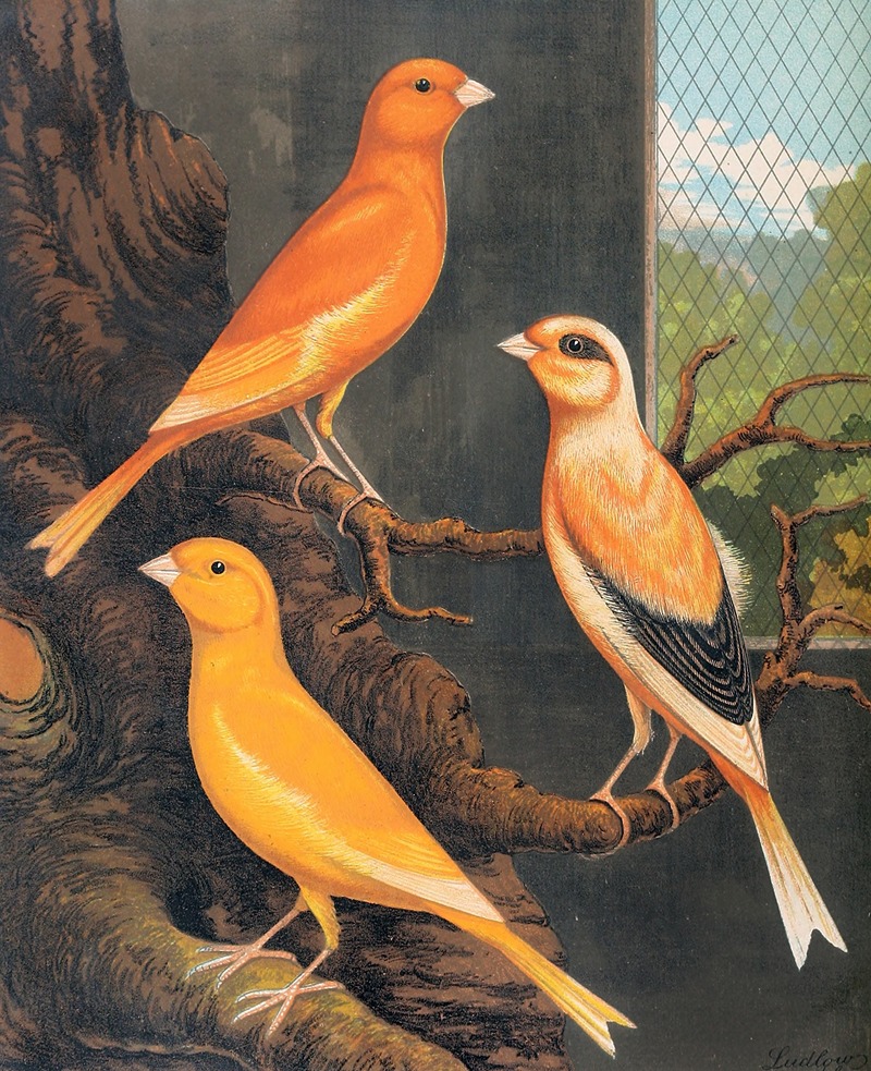 Norwich Canaries by W. A . Blakston, 1878 — digital art print download