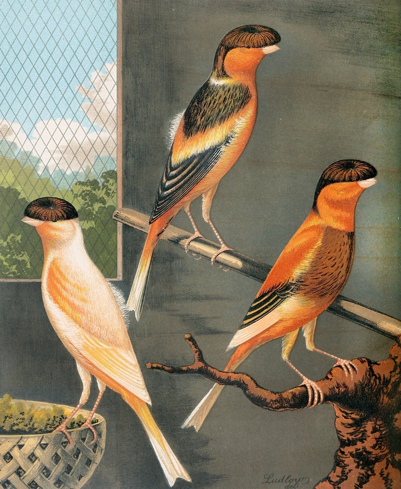 Norwich Canaries-Dark Crested Buff, Variegated Crested Buff And Yellow — W. A . Blakston