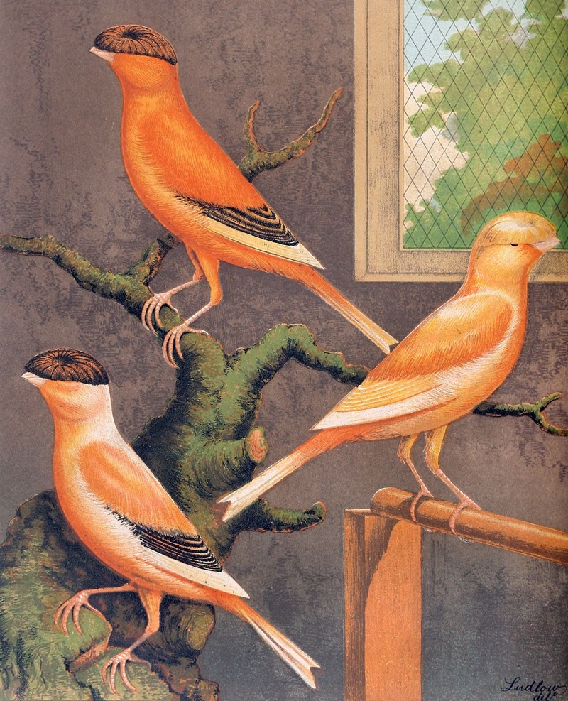 Norwich Canaries-Evenly-Marked Crested Yellow, Grey Crested Buff,Evenly-Marked Crested Buff — W. A . Blakston