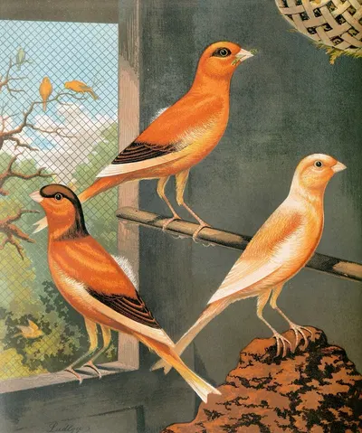 Norwich Canaries-Variegated Yellow,Clear Buff And Evenly-Marked Yellow by W. A . Blakston, 1878 — digital art print download