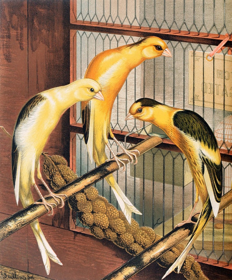 Scotch Fancy Canaries, Piebald by W. A . Blakston, 1878 — digital art print download