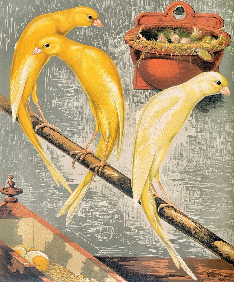Scotch Fancy Canaries by W. A . Blakston, 1878 — digital art print download