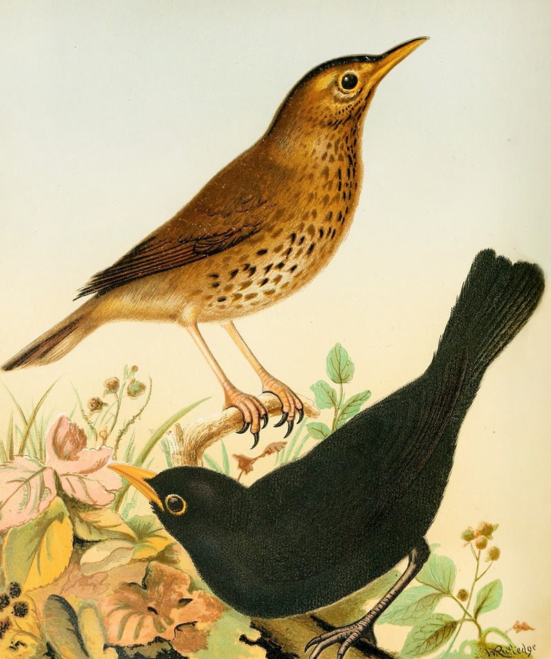 Song Thrush And Blackbird by W. A . Blakston, 1878 — digital art print download