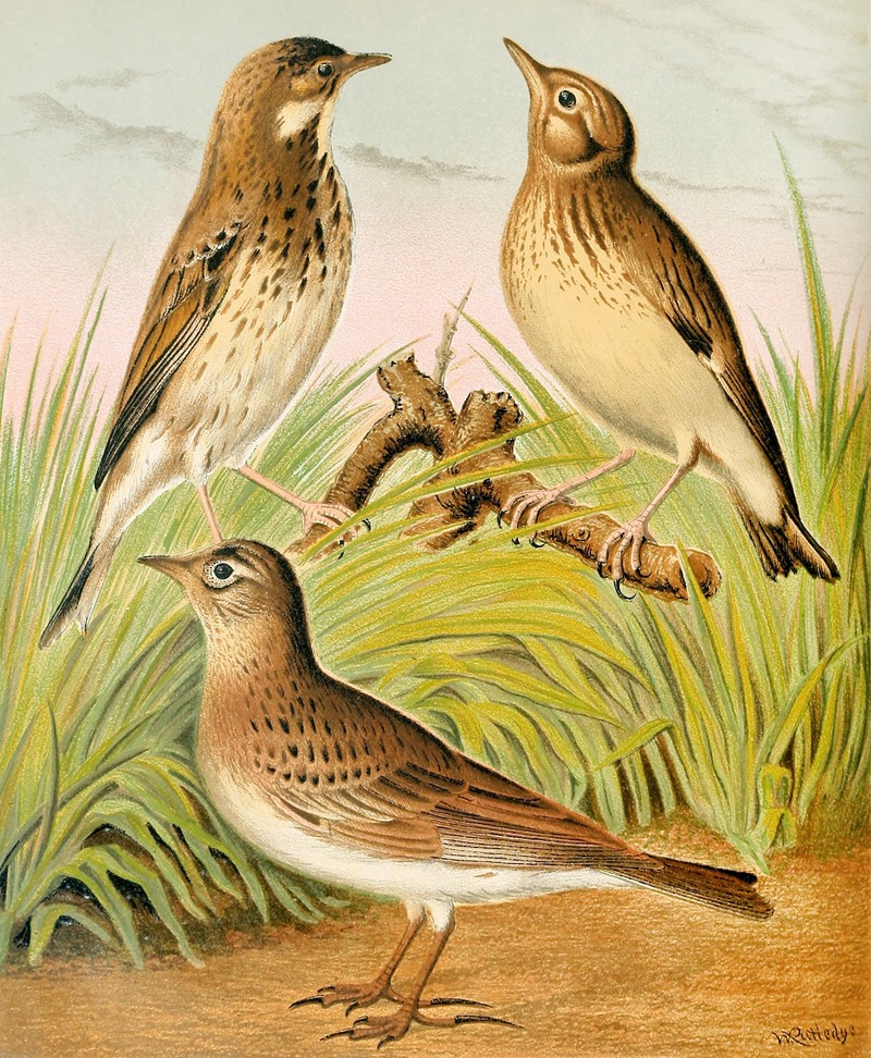 Tree Pipit,Skylark, Woodlark by W. A . Blakston, 1878 — digital art print download