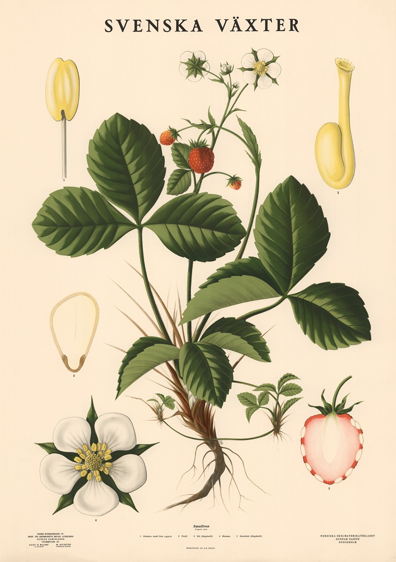 Smultron. Fragaria vesca by Макс Рихтер, 1939 — digital art print download