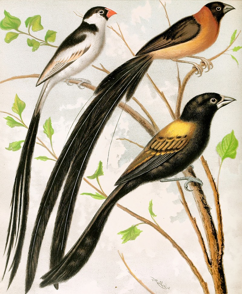 Wydah Birds by W. A . Blakston, 1878 — digital art print download
