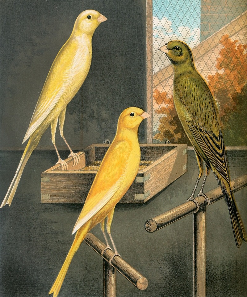 Yorkshire Canaries by W. A . Blakston, 1878 — digital art print download