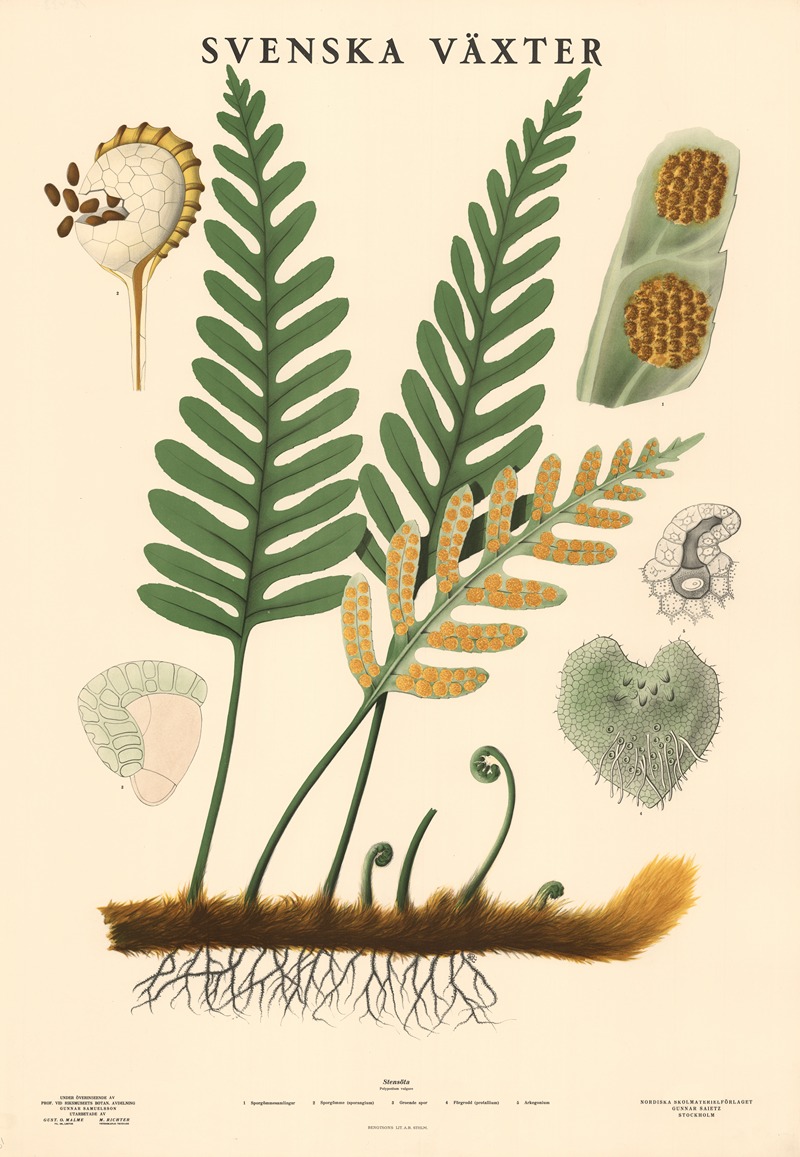 Stensöta. Polypodium vulgare by Макс Рихтер, 1939 — digital art print download