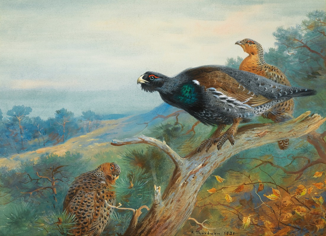 Capercaillie by Арчибальд Торберн, 1931 — digital art print download
