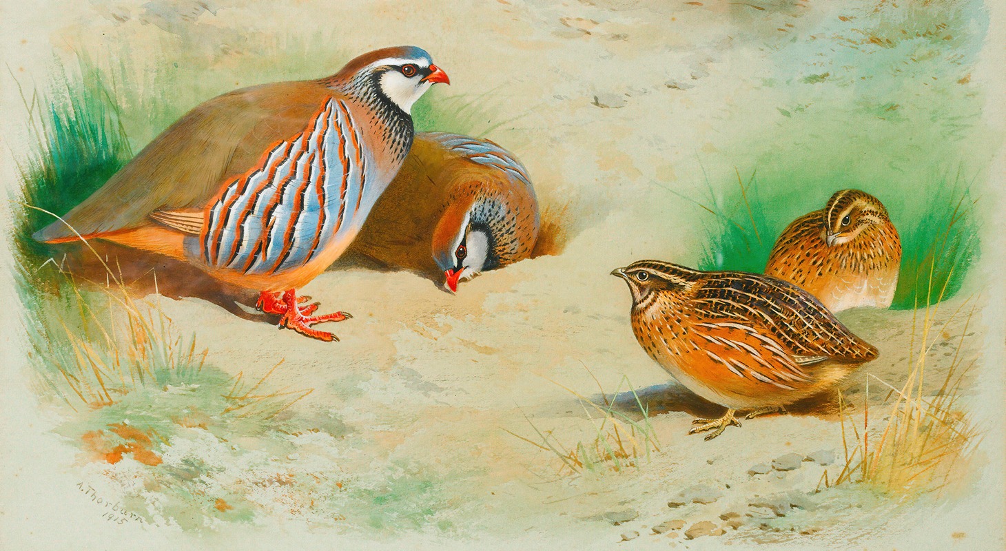 French Partridge And Chicks by Арчибальд Торберн, 1915 — digital art print download