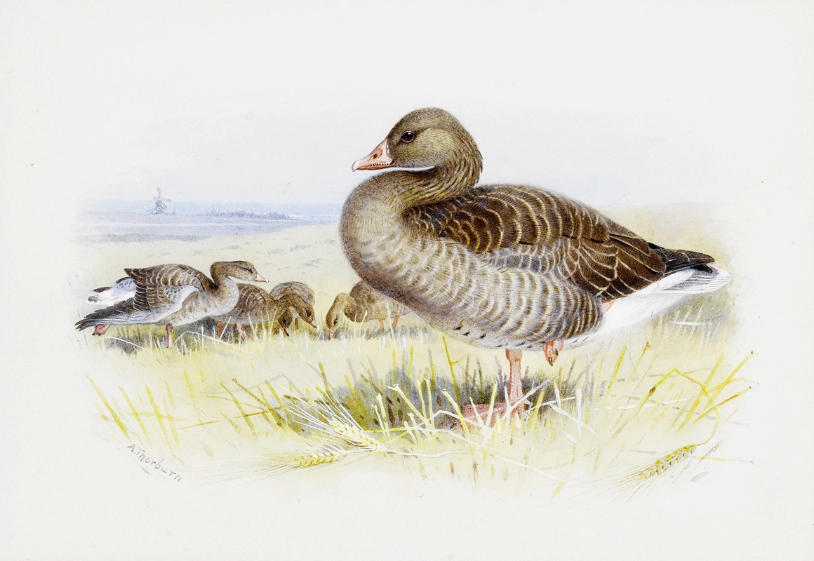 Greylag Goose by Арчибальд Торберн — digital art print download