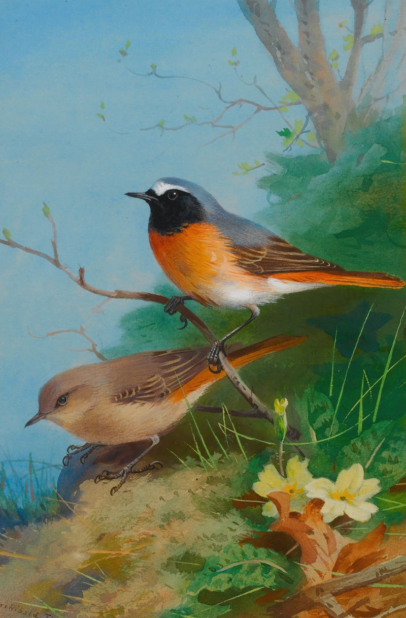 Pair Of Redstarts by Арчибальд Торберн, 1923 — digital art print download