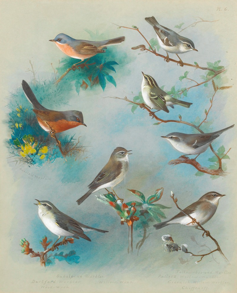Warbler And Wrens by Archibald Thorburn, 1913 — digital art print download