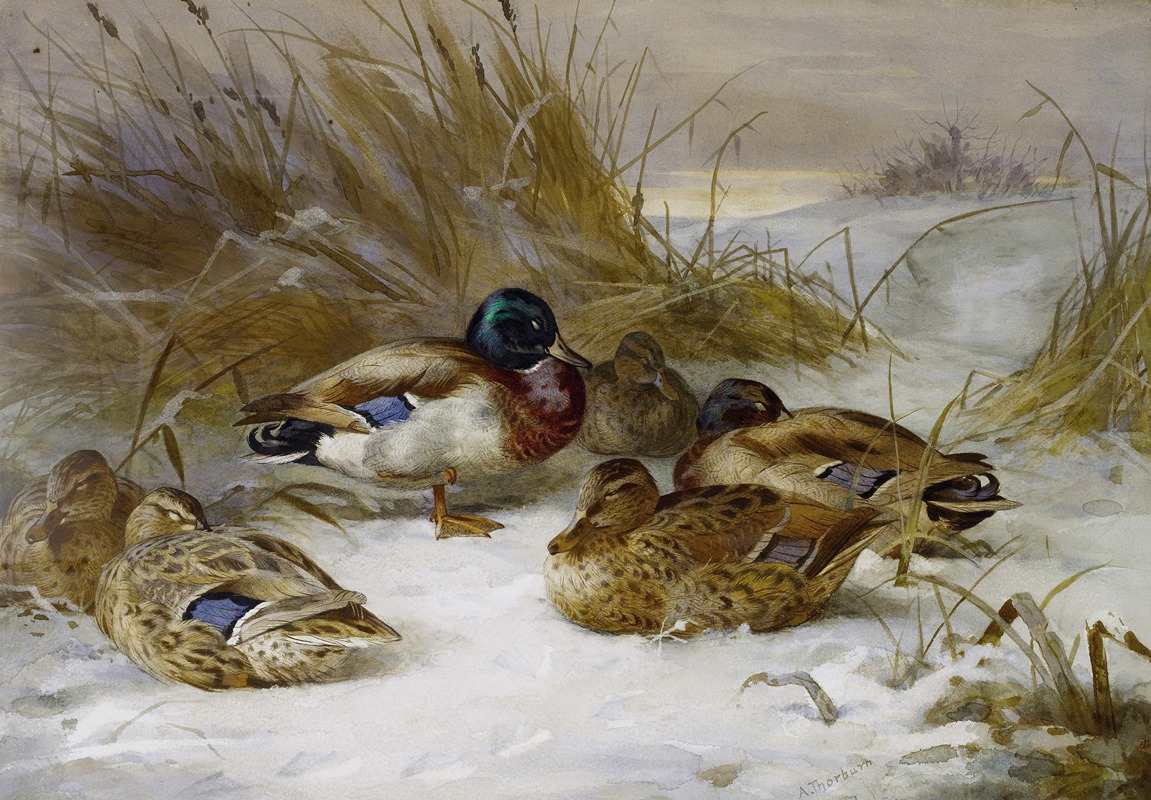 Winter Landscape With Mallard by Арчибальд Торберн — digital art print download