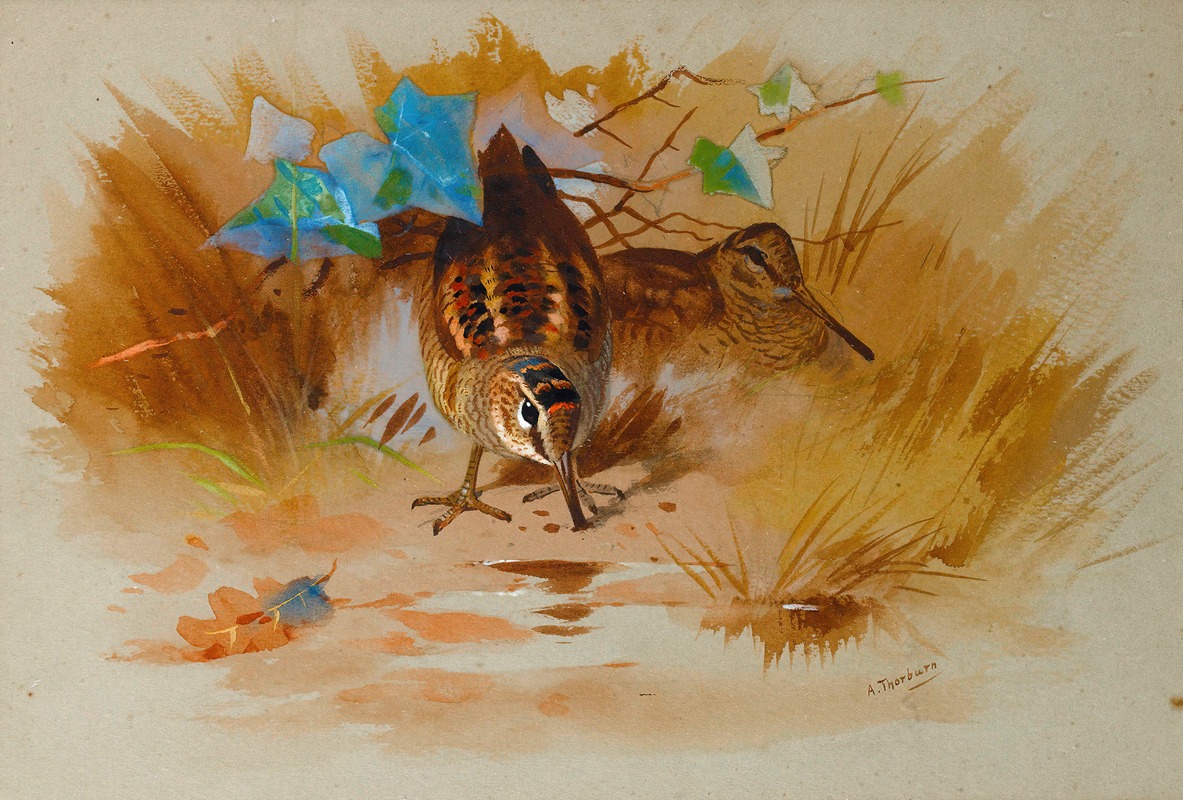 Woodcock In A Sandy Hollow — Archibald Thorburn