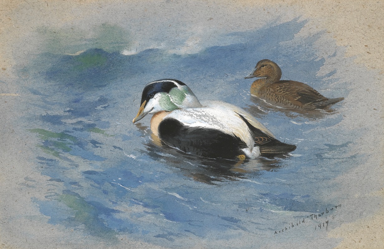 A Pair Of Eider Ducks by Арчибальд Торберн, 1917 — digital art print download