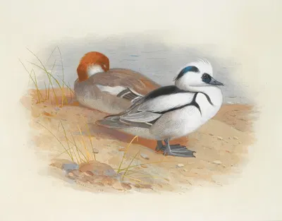 A Pair Of Smew Ducks by Archibald Thorburn, 1899 — digital art print download