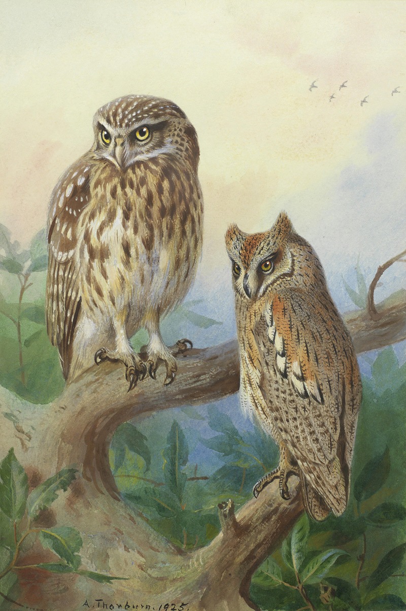 Little Owl And Scops Owl by Арчибальд Торберн — digital art print download