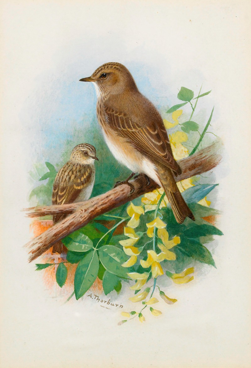 Spotted Flycatchers by Арчибальд Торберн — digital art print download