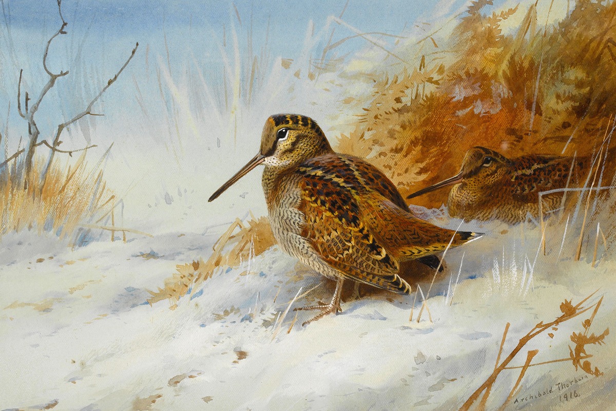 Winter Woodcock by Арчибальд Торберн, 1916 — digital art print download