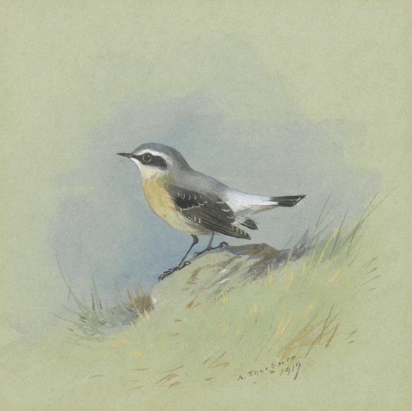 A Male Wheatear by Арчибальд Торберн — digital art print download