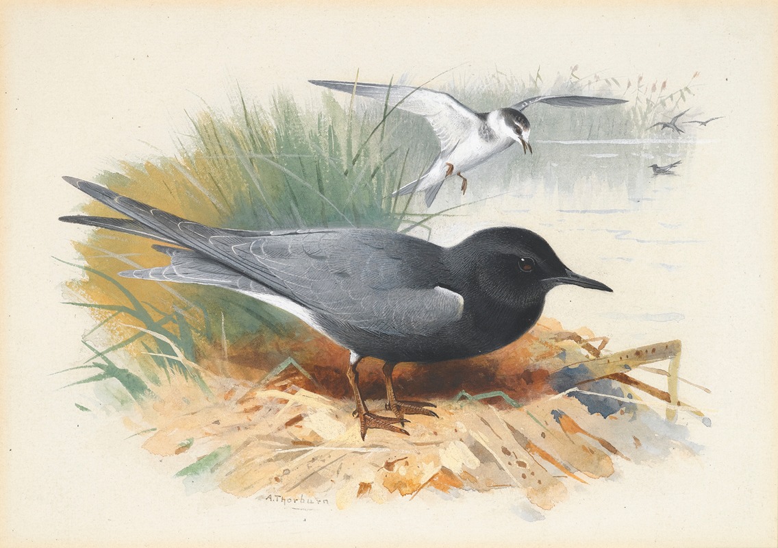 Black Tern; Great Shearwater by Арчибальд Торберн — digital art print download