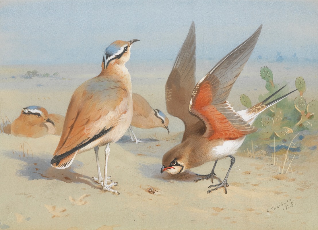 Cream Coloured Courser And Pratincole — Арчибальд Торберн