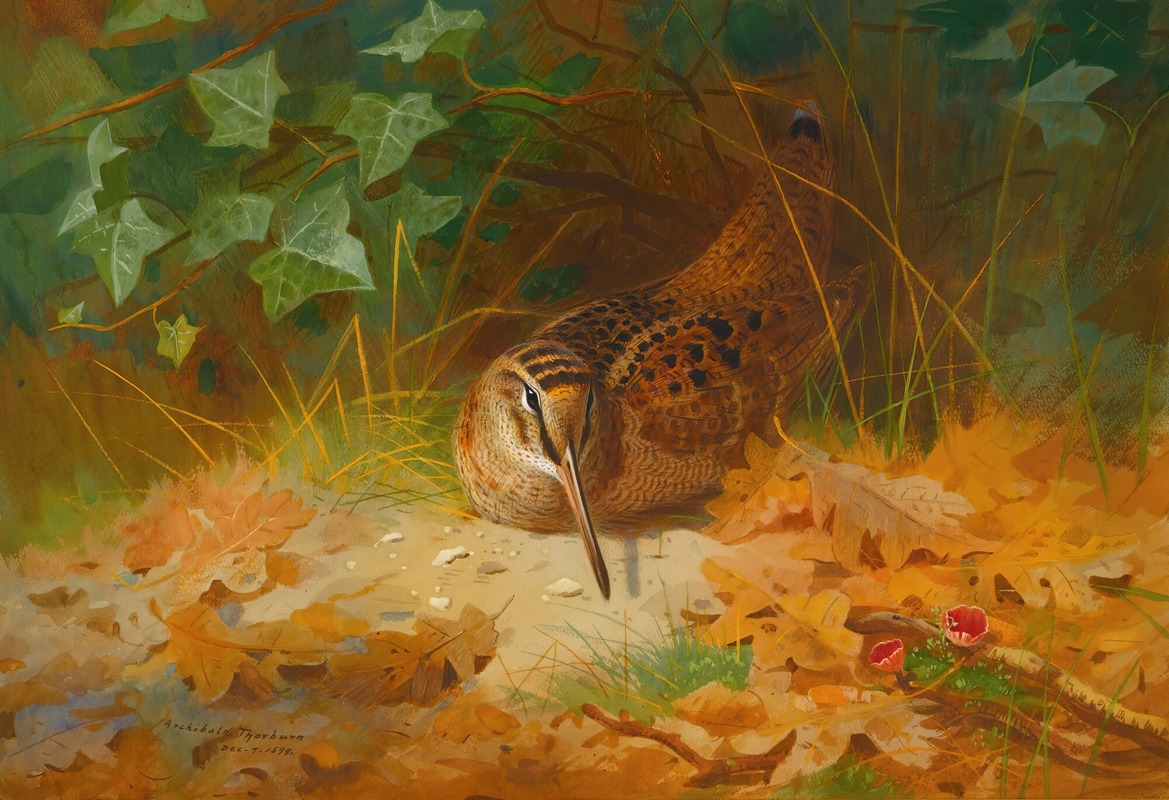Woodcock by Арчибальд Торберн, 1899 — digital art print download