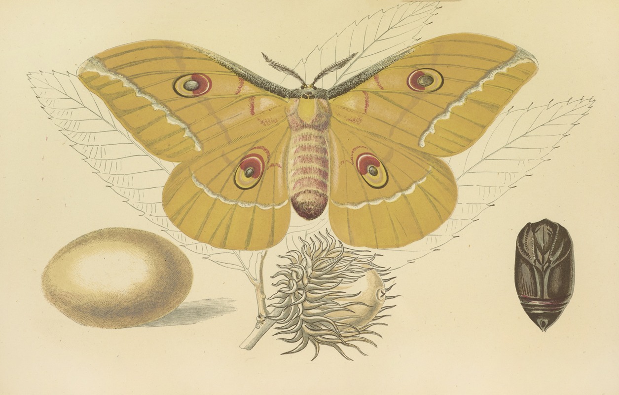 Oak-Feeding Silkworm Of China — Barret And Sons